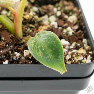 Philodendron Ilsemanii *Kunzo Lineage* (wk16-C)