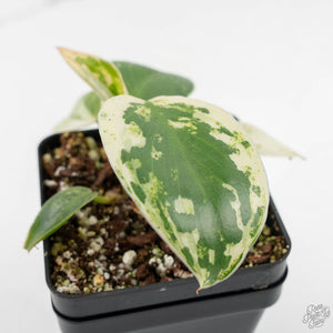 Philodendron Ilsemanii *Kunzo Lineage* (wk16-C)