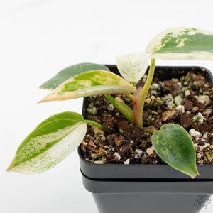 Philodendron Ilsemanii *Kunzo Lineage* (wk16-C)