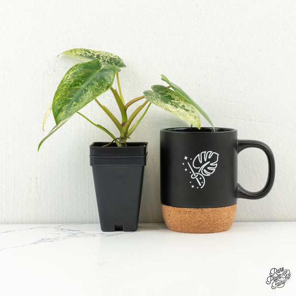 Philodendron Ilsemanii *Kunzo Lineage* (wk6-A)