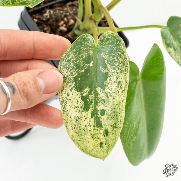 Philodendron Ilsemanii *Kunzo Lineage* (wk6-A)