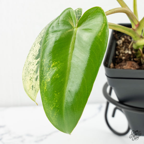 Philodendron Ilsemanii *Kunzo Lineage* (wk6-A)