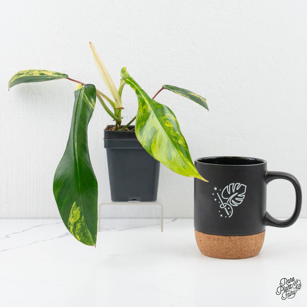 Philodendron 'Joepii' Variegated (wk3-J)