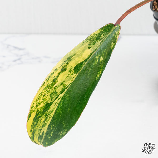 Philodendron 'Joepii' Variegated (wk3-J)