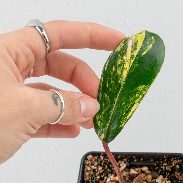 Philodendron 'Joepii' Variegated (wk3-J)