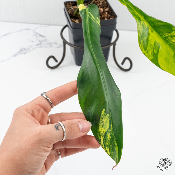 Philodendron 'Joepii' Variegated (wk3-J)