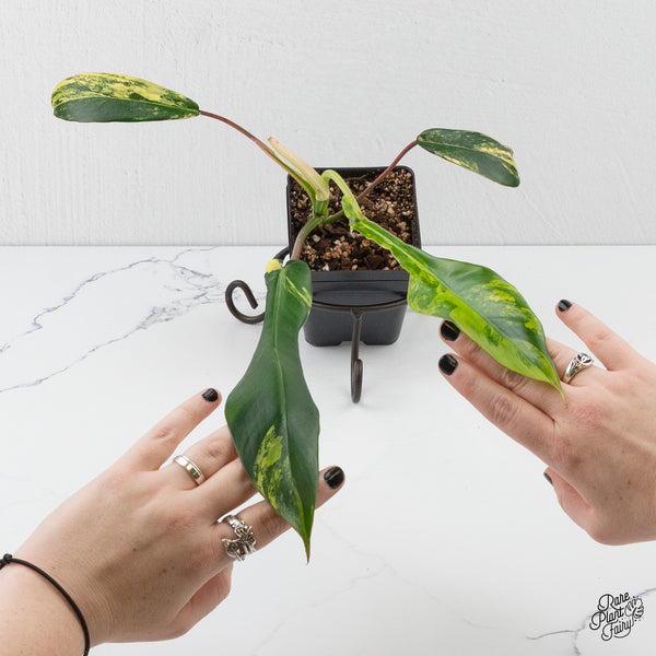 Philodendron 'Joepii' Variegated (wk3-J)