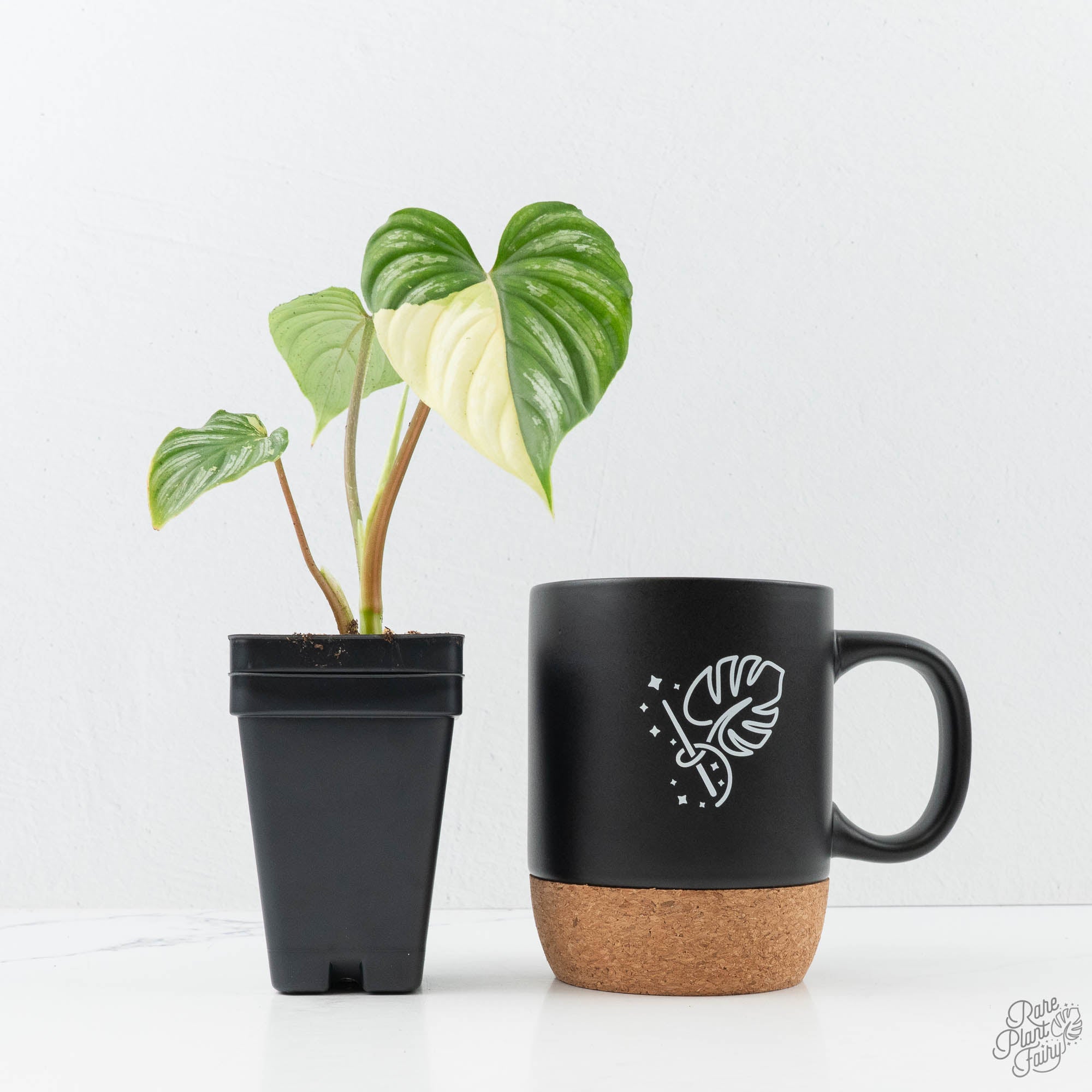 philodendron mamei juvenile Philodendron mamei albo variegated *Grower's Choice* – Rare Plant Fairy