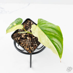philodendron mamei aff Philodendron Mamei Albo Variegated (wk21-H)