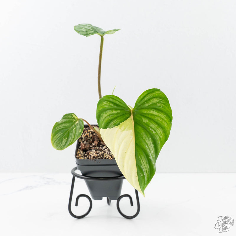 Philodendron mamei albo variegated *Grower's Choice*