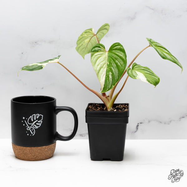 Philodendron Mamei Albo Variegated (wk43-H)