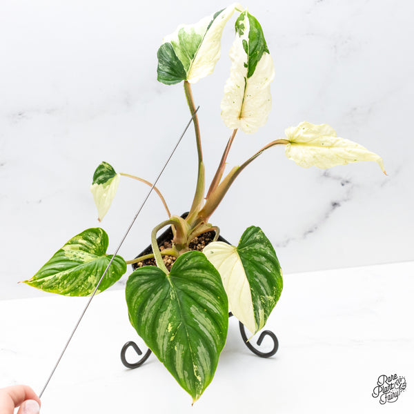 Philodendron Mamei Albo Variegated (wk51-H)