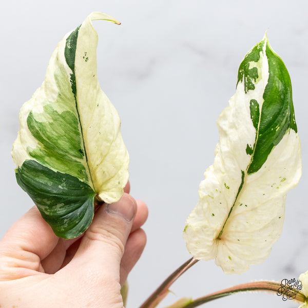 Philodendron Mamei Albo Variegated (wk51-H)