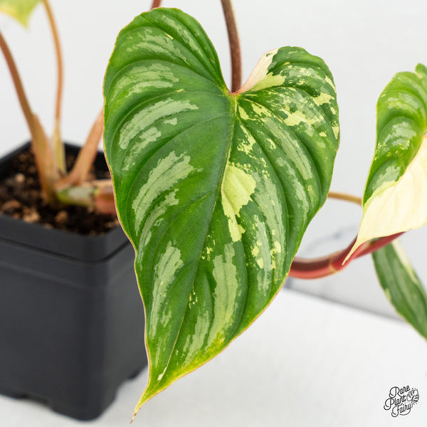 Philodendron Mamei Albo Variegated (wk52-M)
