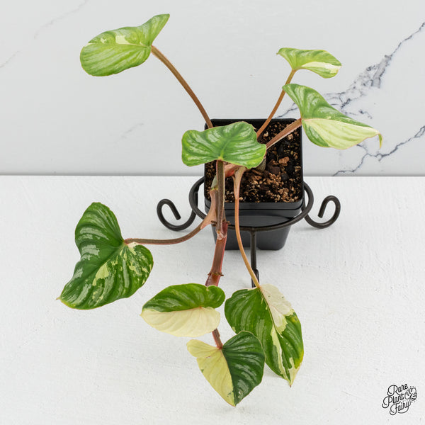 Philodendron Mamei Albo Variegated (wk52-M)