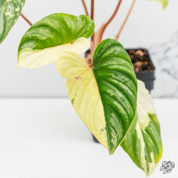 Philodendron Mamei Albo Variegated (wk52-M)