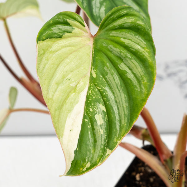 Philodendron Mamei Albo Variegated (wk52-M)