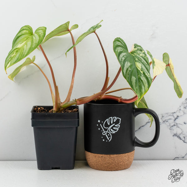 Philodendron Mamei Albo Variegated (wk52-M)