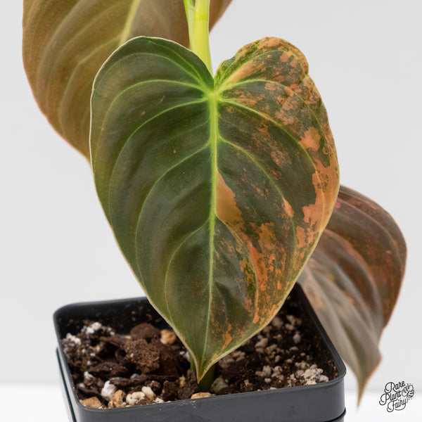 Philodendron Melanochrysum Orange Variegated (wk3-UD)