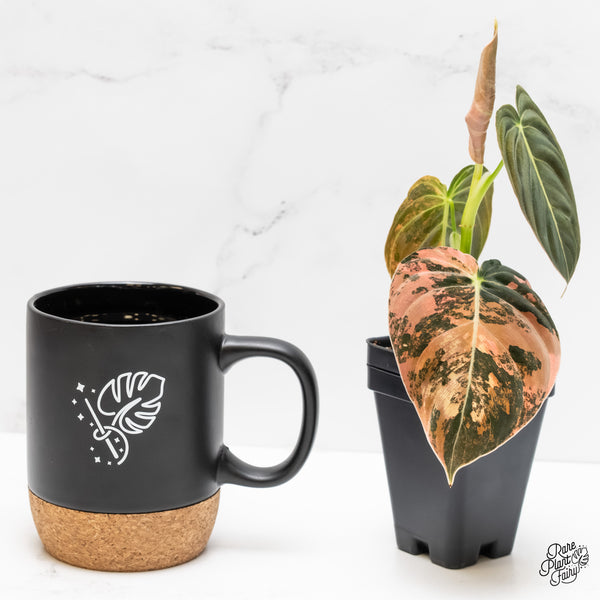 Philodendron Melanochrysum Orange Variegated (wk3-UD)