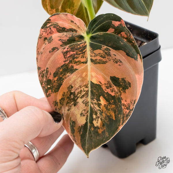 Philodendron Melanochrysum Orange Variegated (wk3-UD)