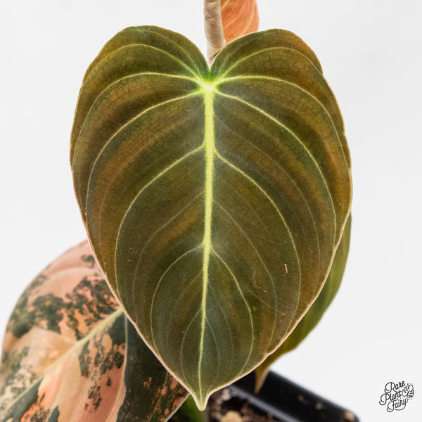 Philodendron Melanochrysum Orange Variegated (wk3-UD)