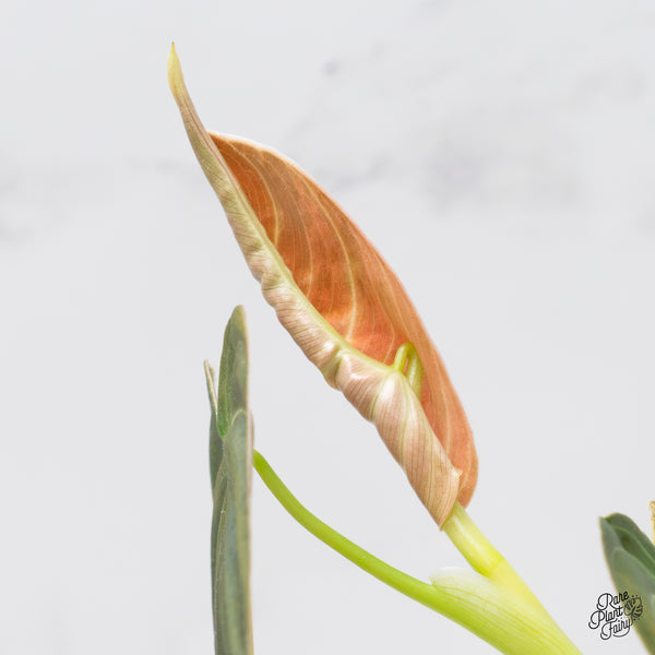 Philodendron Melanochrysum Orange Variegated (wk3-UD)