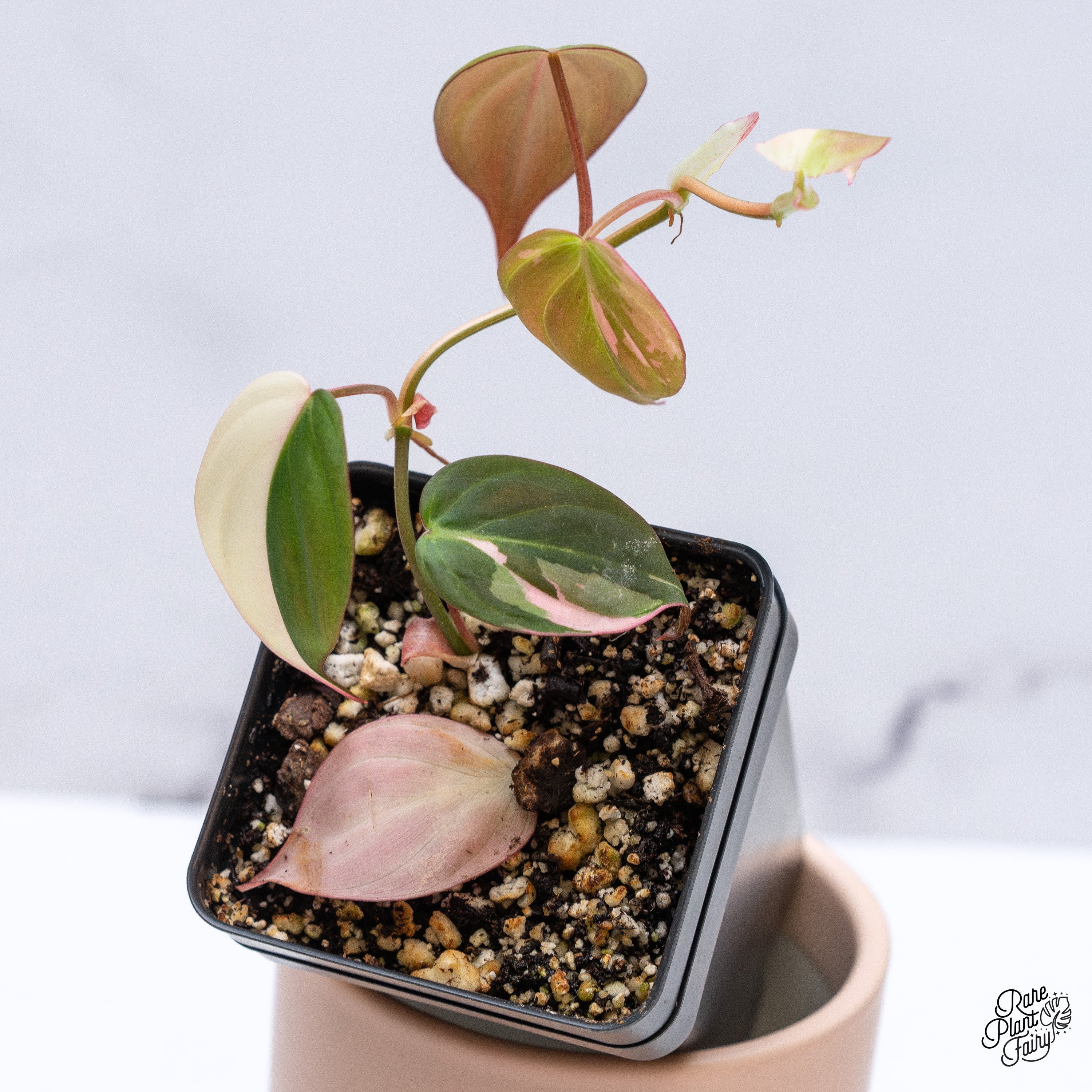 その他観葉植物 philodendron micans pink variegata Pink Variegated Philodendron Micans 4