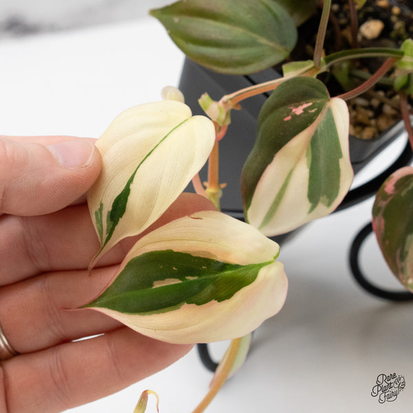 Philodendron Micans Albo/Pink Variegated (wk49-C)