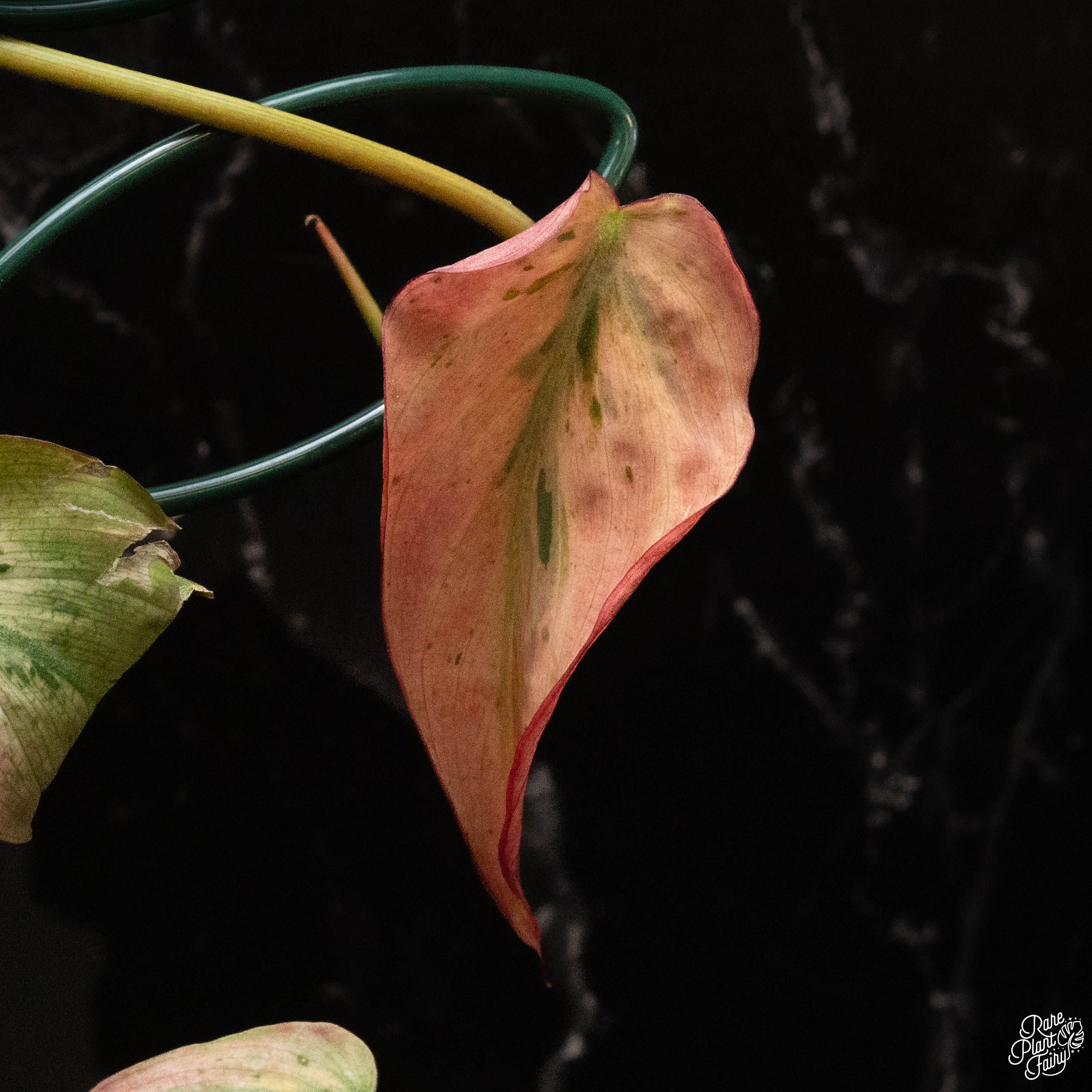 philodendron micans red leaves Philodendron micans mint variegated *Grower's Choice* – Rare Plant Fairy