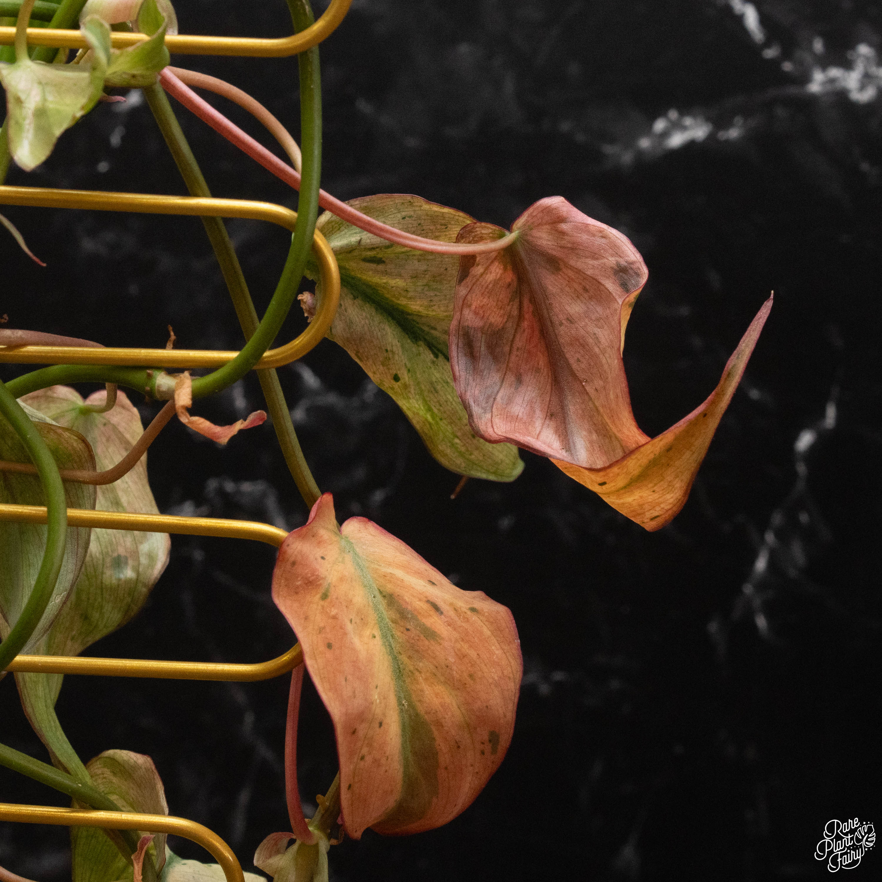 philodendron micans bronze Philodendron micans mint variegated *Grower's Choice* – Rare Plant Fairy