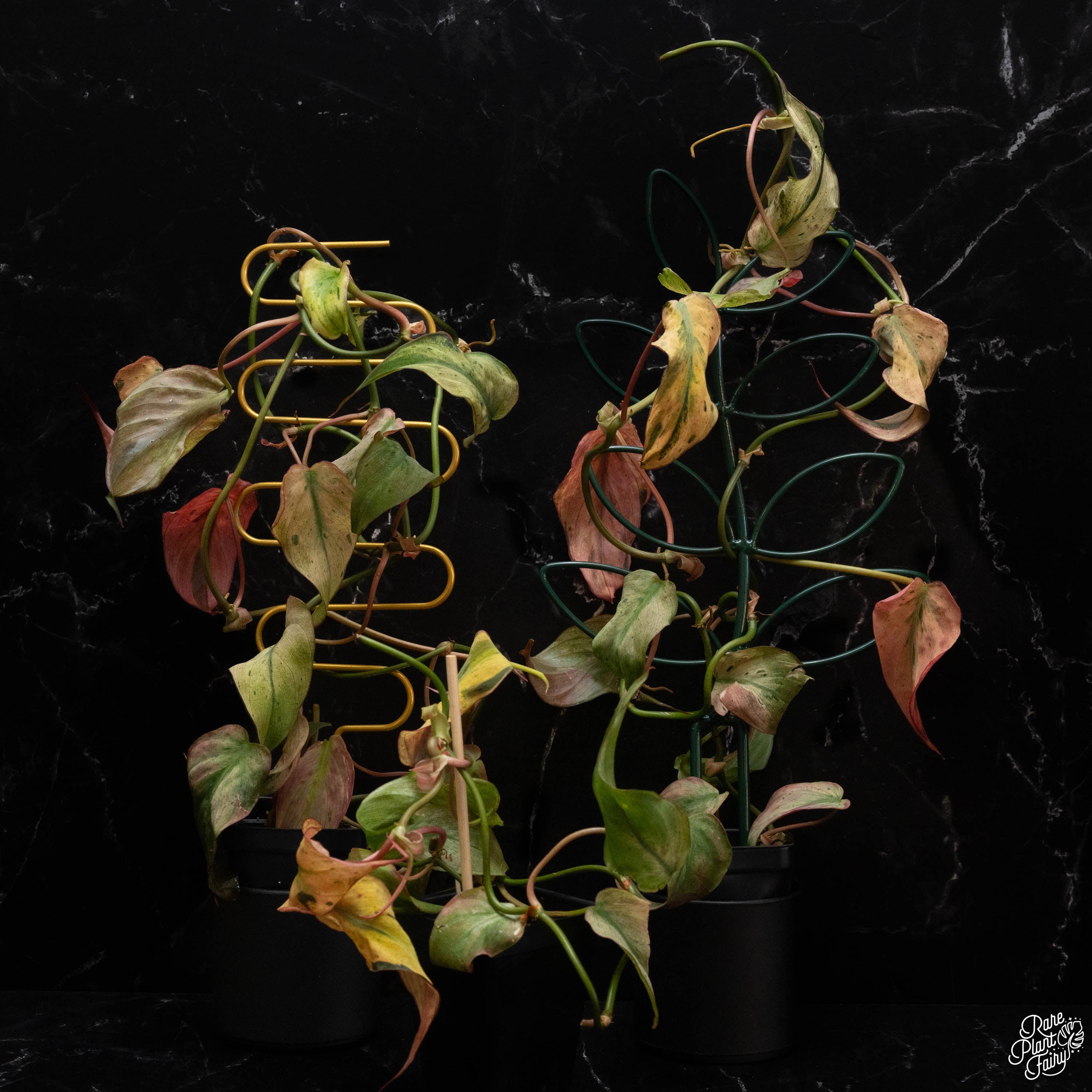 philodendron micans price Philodendron micans mint variegated *Grower's Choice* – Rare Plant Fairy