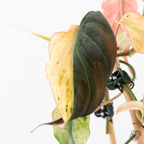 Philodendron Micans Mint Variegated (wk2-M)