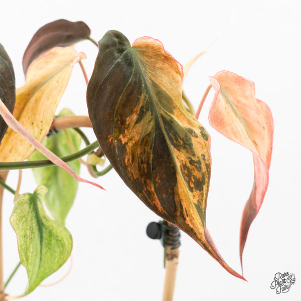 Philodendron Micans Mint Variegated (wk2-M)