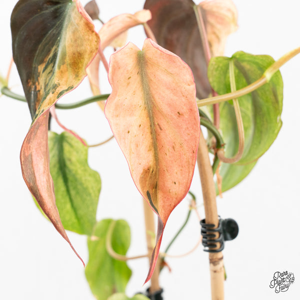 Philodendron Micans Mint Variegated (wk2-M)