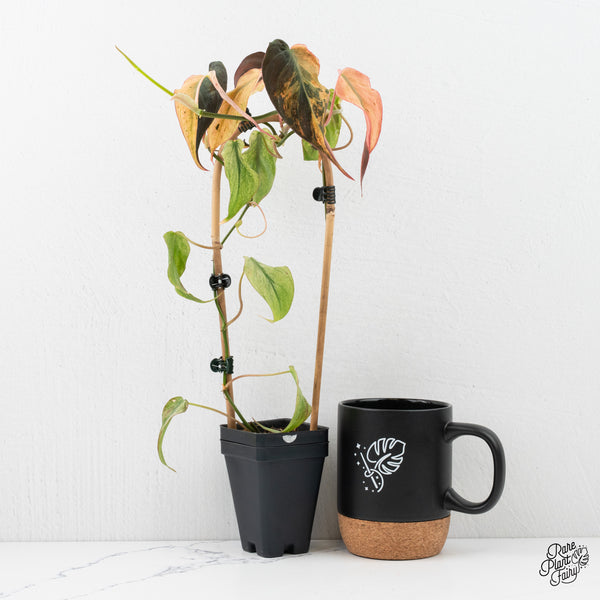 Philodendron Micans Mint Variegated (wk2-M)