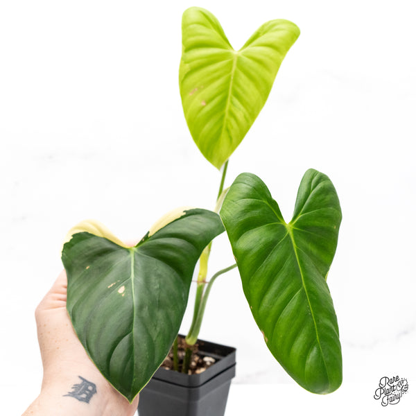 Philodendron Oxapapense Variegated aka "Philodendron sp. Tropicals" (wk42-J)