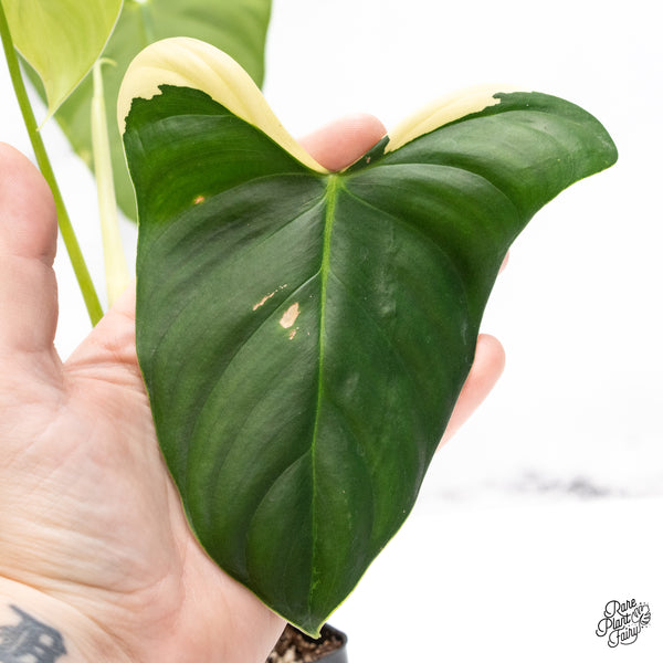 Philodendron Oxapapense Variegated aka "Philodendron sp. Tropicals" (wk42-J)