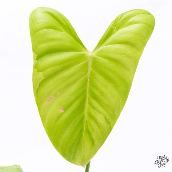 Philodendron Oxapapense Variegated aka "Philodendron sp. Tropicals" (wk42-J)