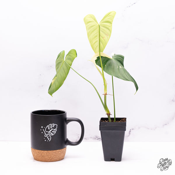 Philodendron Oxapapense Variegated aka "Philodendron sp. Tropicals" (wk42-J)