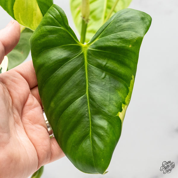 Philodendron Oxapapense Variegated aka "Philodendron sp. Tropicals" (wk50-A)
