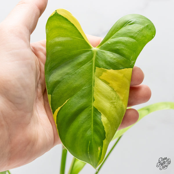 Philodendron Oxapapense Variegated aka "Philodendron sp. Tropicals" (wk50-A)