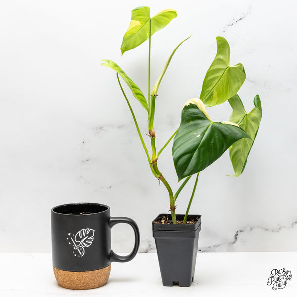 Philodendron Oxapapense Variegated aka "Philodendron sp. Tropicals" (wk50-A)