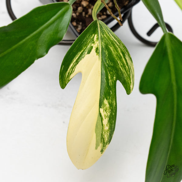Philodendron Panduriforme Variegated (wk49-UI)
