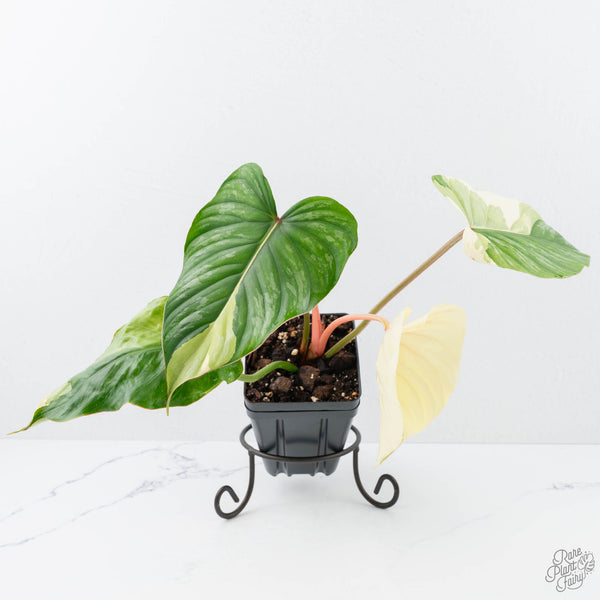 philodendron pastazanum uk Philodendron Pastazanum Albo Variegated (wk20-UG) – Rare Plant Fairy
