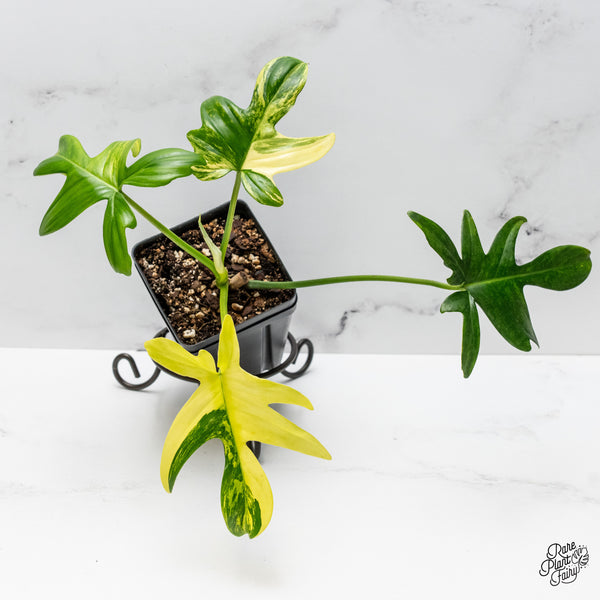 Philodendron 'Pedatum' Variegated (wk49-O)