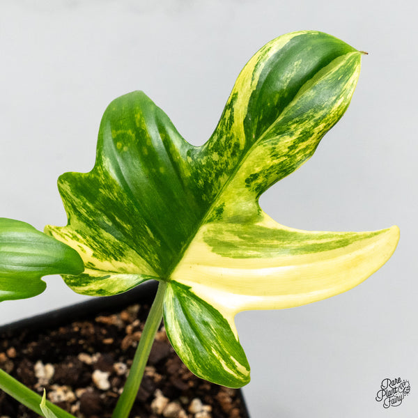 Philodendron 'Pedatum' Variegated (wk49-O)