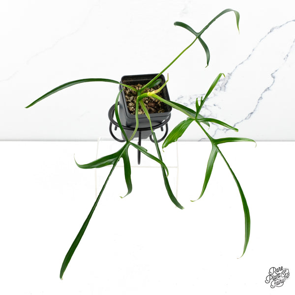 Philodendron Polypodioides (wk48-B)