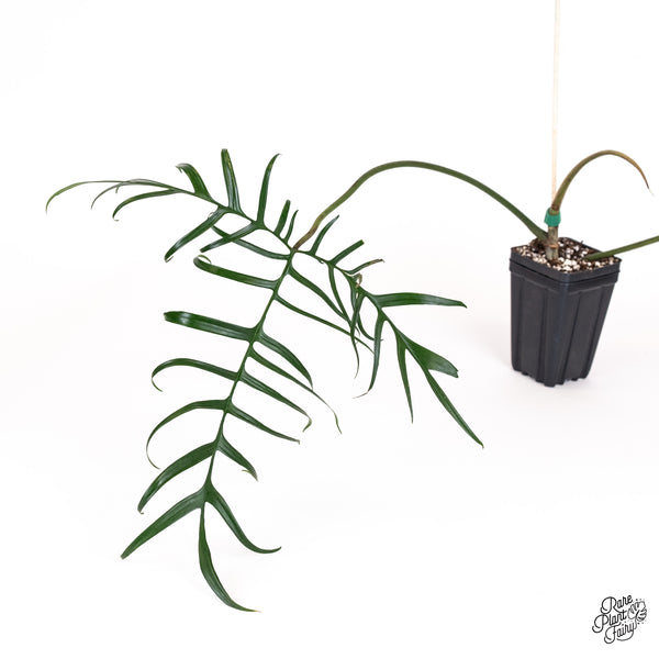 Philodendron Polypodioides (wk52-K)