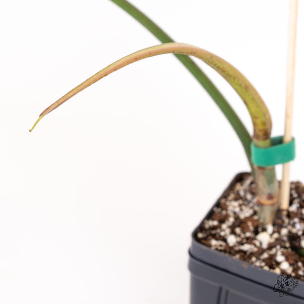 Philodendron Polypodioides (wk52-K)